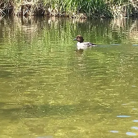 Apartment Moja Ostoja & Kajaki - Splywy Kajakowe Rzeka Krutynia