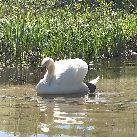 Apartment Moja Ostoja & Kajaki - Splywy Kajakowe Rzeka Krutynia Ruciane-Nida